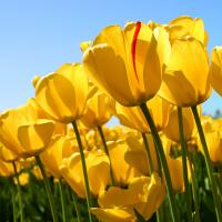 /photo/555913/我们夫妻的/tulips_2_10_small.jpg