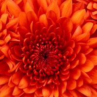 /photo/559020/222/chrysanthemum_副本_1_15_small.jpg