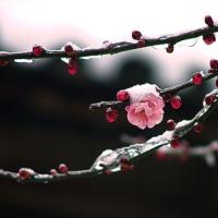 /photo/581096/品性高雅/14_1_2_small.jpg