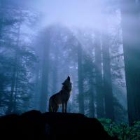 /photo/582817/来按时大撒/1440x900wolf_1_1_small.jpg
