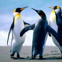 /photo/587842/寂寞猛男/penguins_1_1_small.jpg