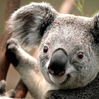 /photo/592715/等你们优秀的来/koala_1_3_small.jpg